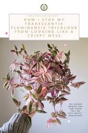 Image result for Tradescantia