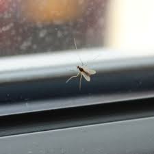 Am fenster, in der küche sirrt eine fliege. Kleine Schwarze Fliegen In Der Wohnung