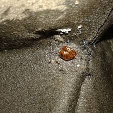 Image result for bed bugs eggs