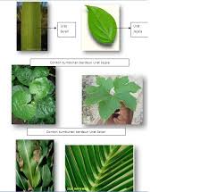 Gigi geraham antara yang berikut, yang manakah bukan cara menggunakan dan mengendalikan peralatan dan bahan sains nyatakan cara tumbuhan tersebut membiak. Download Nota Sains Tahun 3 Yang Hebat Untuk Para Guru Perolehi Pekeliling Terbaru Kerajaan