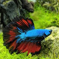 Genauso kann natürlich auch eine entwicklungsstörung vorliegen. Kampffisch Im Nano Aquarium Alles Zu Betta Splendens