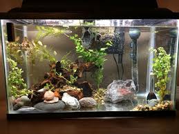 My Current 10g With A Betta Two Ottos And Two Guppies Betta Guppy Aquarium