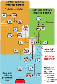 Image result for Anticoagulation Pathway
