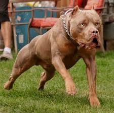 Xl American Bullies The Bully District