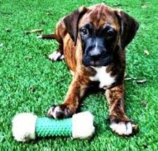 To rescue boxers & boxer mixes from shelters & owners who are no longer able to provide care for their boxer responsibly. Adopt Posey Puppy On Petfinder Boxer Dog Breed Boxer Dogs Boxer Lab Mix Puppies