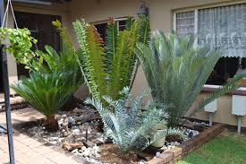 So Many Cycads In 1 Garden Stunning Succulent Garden Design Plants Outdoor Gardens