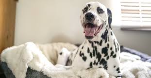 A) drontal is safe for dogs and puppies older than 3 weeks and heavier than 2 pounds. Pregnant Dog Guide Pet Circle
