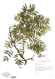 Image result for Schinopsis