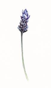 Painting lavender is as easy as it is pretty. Doodle How To Draw Lavender Novocom Top