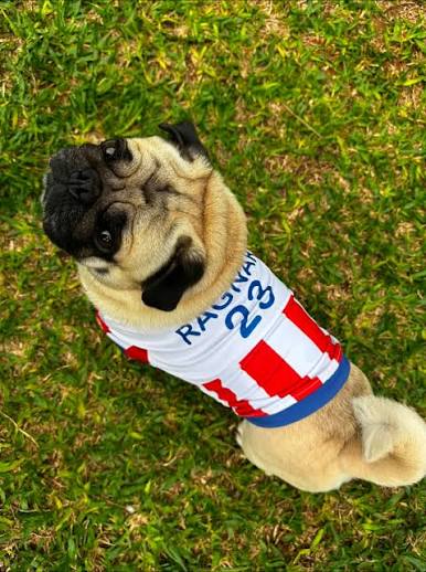 Perritos Con La Camiseta De Paraguay | TikTok