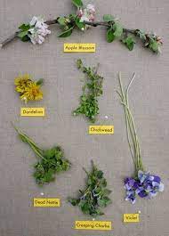 It is a weed of damp, rich soil. Edible Spring Wildflowers Edible Wild Plants Flower Food Edible Flowers Recipes