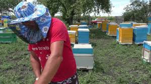 содержание пчел в двухкорпусных ульях на 10 рамок видео Soderzhanie Pchyol 300 145 Youtube