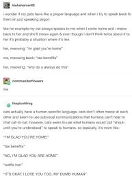 31 Tumblr Posts About Cats That You Absolutely Need To See Right This Minute Cat Person Tears In Eyes Tumblr Posts