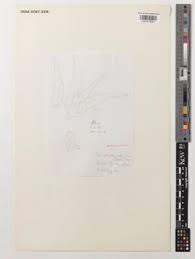 Image result for Pycreus cuanzensis