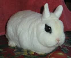 6 Dwarf Hotot Bunnies Located In Bangor Maine Pet Rabbit Rabbits For Sale Rabbit Breeds