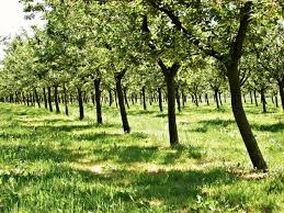 Nucii Afacerea Care Å£i Poate Aduce Profit De Peste 600 000 De Euro CaÅ£i Bani Trebuie SÄƒ Investesti Romania Poate Deveni Lider Mondial In Domeniu
