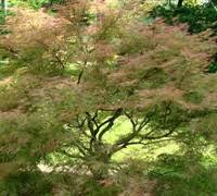 Bright orange spring colors, grows to 12 ft. Baldsmith Japanese Maple 1 Gallon 24 30 Avg Ht High Graft Tree Perennial Japanese Maples Green Leaf Gardener Direct