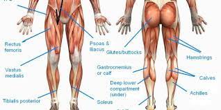 The tibialis anterior is the name of the muscle located on the front surface of the lower leg. A Guide To The Muscles Of The Leg Carlsbad Fit Body Boot Camp Leg Workout Tight Muscles Workout Names