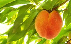 This pruning will encourage the tree to make lots of new growth. How To Plant Fruit Trees And Create A Mini Orchard
