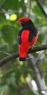 Small Black Bird With Red Neck Black Necked Red Cotinga Phoenicircus Nigricollis Colorful Birds Birds Beautiful Birds