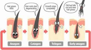 Benefits of cayenne pepper for hair growth. Cayenne Pepper For Hair Loss Treatment Cayenne Pepper And Olive Oil Youtube