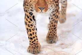 Leopard In 2020 Beautiful Leopard Leopard Ivory Coast