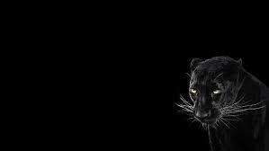 Black Panther Animal Wallpaper Fresh Hd Wallpaper Panther Black Background Cool Animal Of Bla Animal Wallpaper Black Panther Hd Wallpaper Black Jaguar Animal