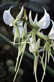 Image result for Angraecum conchiferum