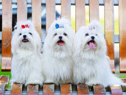 Maltese Puppies For Sale Available In Phoenix Tucson Az