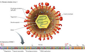 Genuine hsv / holden badge engine tag. Herpes Simplex Virus 1 Hsv 1 An Overview Virology Microbe Notes