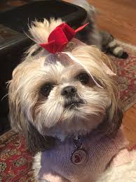 Too cute or not your thing? My Baby Jayda Shih Tzu Puppies Cute Puppies Shih Tzu