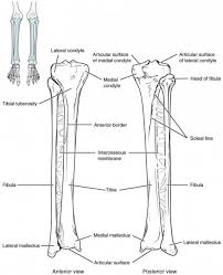 The bones of the leg are the femur, tibia, fibula and patella.the foot bones shown in this diagram are the talus, navicular, cuneiform, cuboid, metatarsals and calcaneus. Tibia And Fibula Diagram Lower Limb Anatomy And Physiology Body Bones