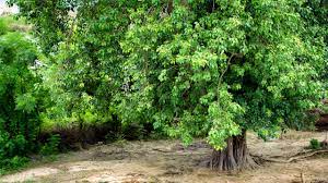 Desperate For Oxygen People With Breathing Difficulties Sleep Under Peepal Tree In Up S Shahjahanpur Deccan Herald