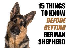 Where can i get free puppies? 15 Things To Know Before Getting A German Shepherd Puppy