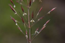 Image result for Chrysopogon