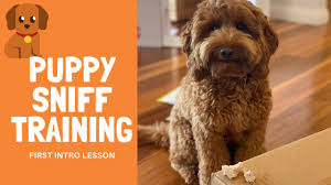 As you explore … continue reading the teddy bear goldendoodle. What Age Do Goldendoodles Calm Down Oodle Life