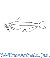 Draw and label a catfish. How To Draw A Blue Catfish