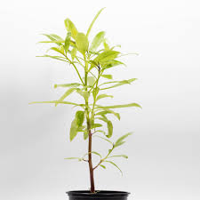 Image result for Myoporum laetum