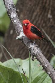 Birds Of Western New York State A Gorgeous Male Scarlet Tanager Piranga Olivacea New York State C Riverwindphotography May 2019 Animaux Optimisme