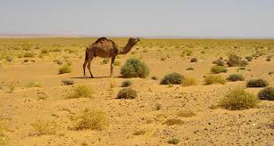 We had been driving for days, making stops along the way—but we were. The Sahara Desert Wildlife Plants People And Cultures Interesting Facts Desertusa