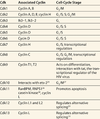 Check spelling or type a new query. Cell Cycle Regulation Cyclins And Cdks Praxilabs