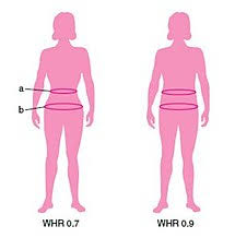 It's also super important for hormone regulation. Human Male Sexuality Wikipedia