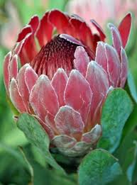 Pin On Proteas