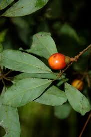 Image result for Actinodaphne