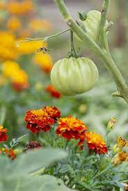 The flowering plant in question (tagetes spp) gets called the flower of the the cleaning is the best way to control the pest. Planting Marigolds With Tomatoes Benefits Of Growing Tomatoes And Marigolds Together