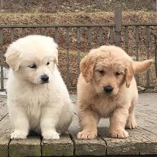 Who Needs A Therapist When You Own A Golden Retriever Puppy Therapy Is The Best Cute Dogs Cute Dogs Breeds Puppies
