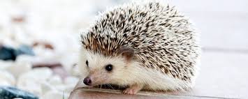 Ausmalbilder Igel Fur Kinder 150 Stuck Drucken Sie A4