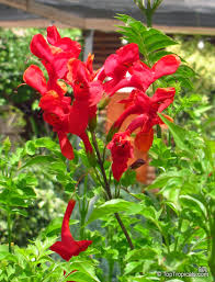 Image result for Tecomaria capensis