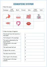 Digestive System Interactive And Downloadable Worksheet You Can Do The Exercises On In 2021 Body Systems Worksheets Digestive System Lessons Digestive System For Kids