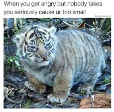 I Honestly Can T Get Over This Because Who S Ever Seen A Chunky Tiger Kitten Like What This Is Real Bayi Hewan Binatang Lucu Hewan